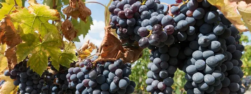 アマローネに使われる主要品種を思わせる黒ブドウの房。完熟した粒が畑でたわわに実り、果実味豊かなアマローネの源となる