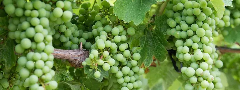 シャンパーニュ地方を思わせる、シャルドネの青いぶどうが実ったブドウ畑の様子。透明感のある果実が房を成して垂れ下がっている。