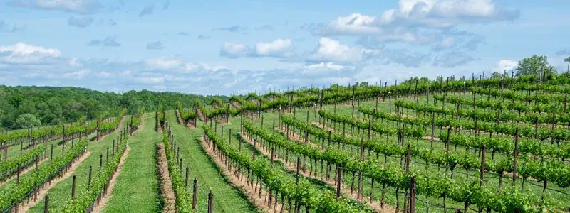 シャトー・ディケムが造られるフランス・ソーテルヌ地方のブドウ畑の風景