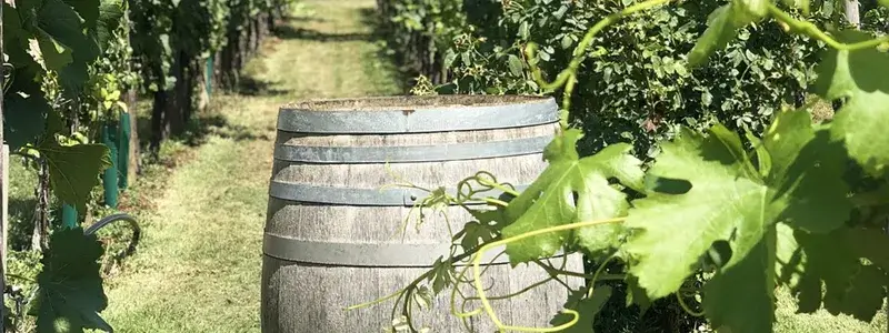 ワイン樽が置かれた緑豊かなブドウ畑の風景。シャトレーゼの樽出し生ワインの熟成をイメージ。