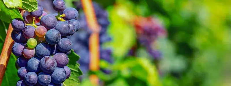 自然光に照らされた新鮮なワイン用ぶどうの房のクローズアップ写真で、無添加ワインのイメージを伝える画像