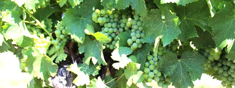 ぶどうの木に実った青いぶどうのクラスター。ワインやワインゼリーの原料となるぶどうのイメージ。