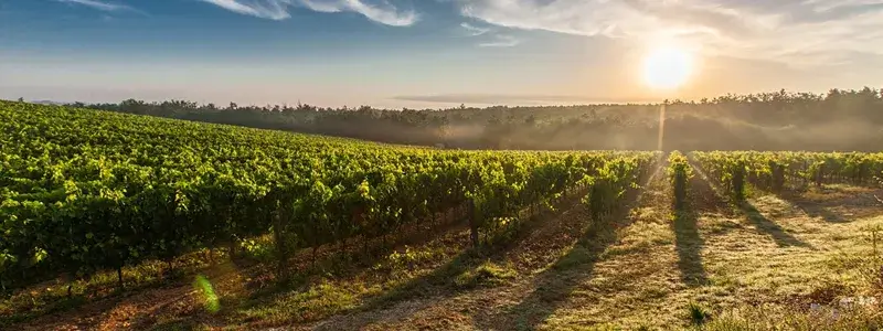 イタリアの丘陵地に広がるブドウ畑の風景。自然の力に寄り添って造られるナチュラルワインのイメージを象徴する写真。