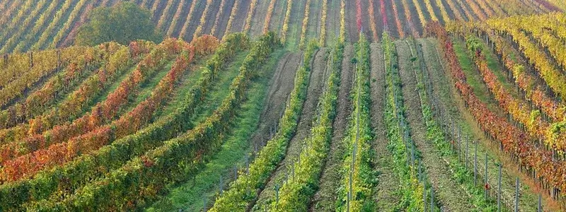 広大な海外のブドウ畑が広がる風景で、ワイン用ぶどうの大量生産をイメージさせる画像