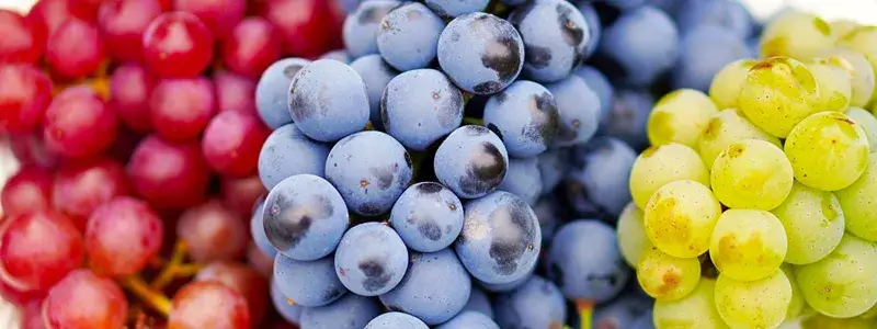 ワイン用の赤と青と黄色の3種類のブドウ