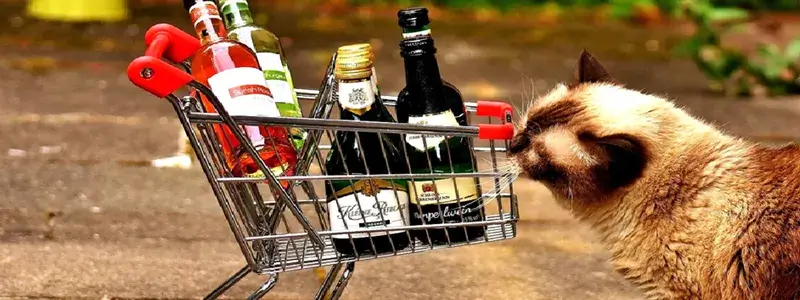 ワインボトルを乗せた小さなショッピングカートを猫が見つめている写真。うれしいワインを探す方法を象徴するイメージ。